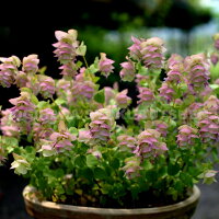 楽天市場 オレガノ ケントビューティ おぎはら植物園 楽天市場 オレガノ ケントビューティ おぎはら植物園