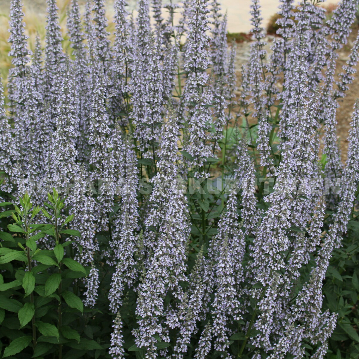 ネペタ　ヌーダ