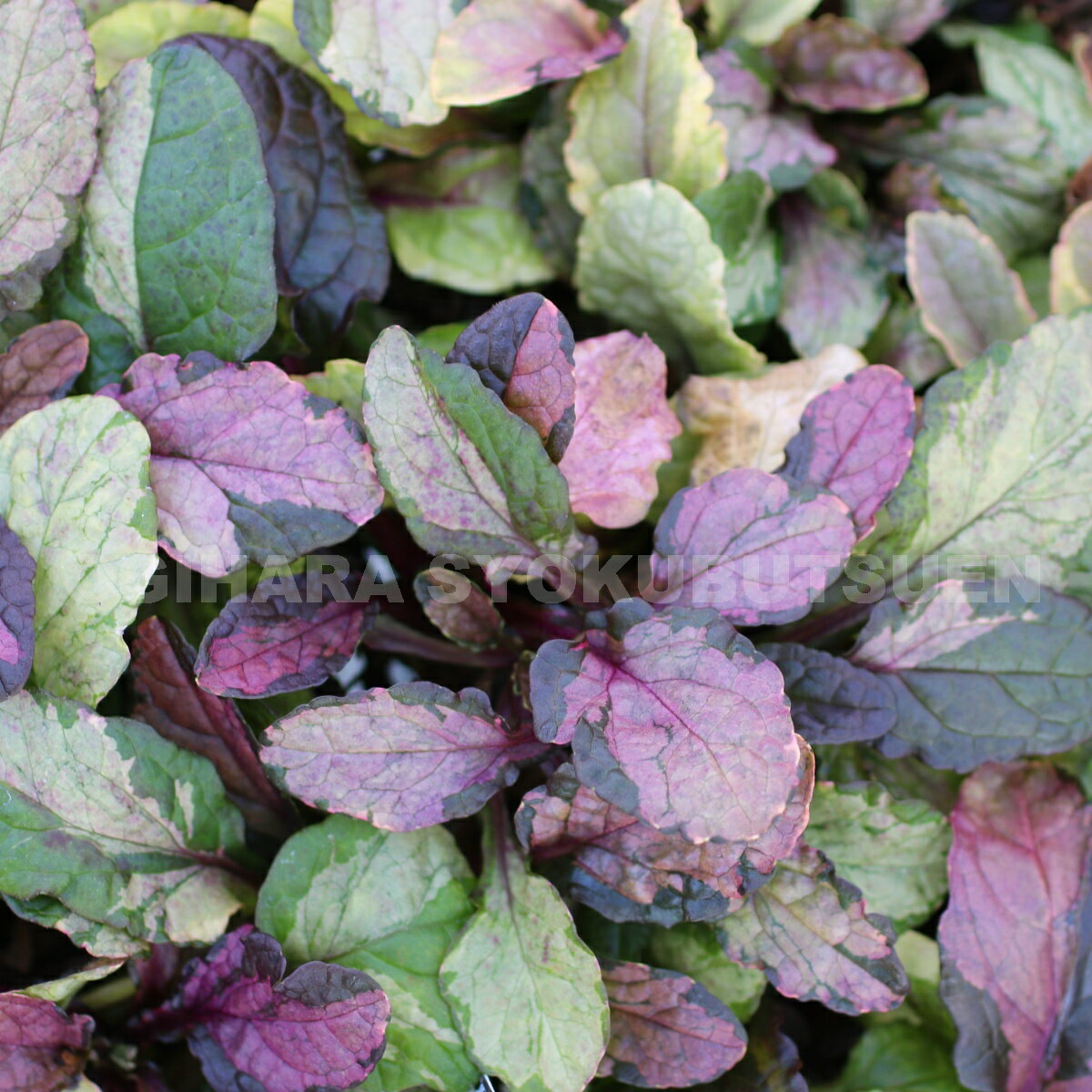 アジュガ ‘ラテ アート’