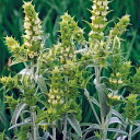 グリーク マウンテンティー(シデリティス スカルディカ)