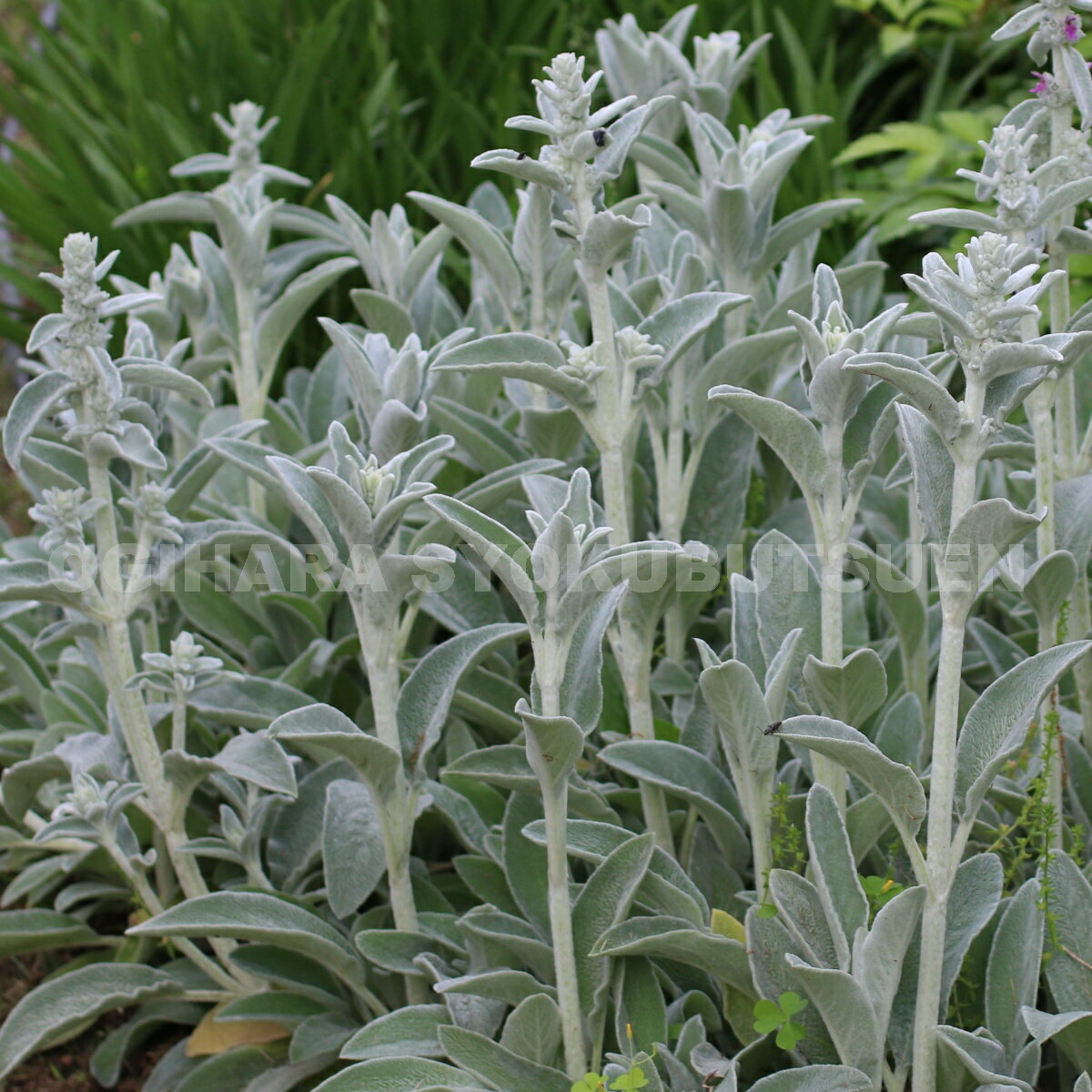 楽天市場 ラムズイヤー おぎはら植物園 みんなのレビュー 口コミ