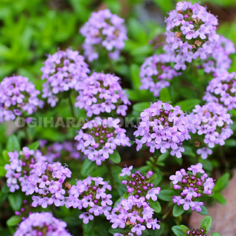 4月開花桜苗【菊枝垂桜 】しだれ桜