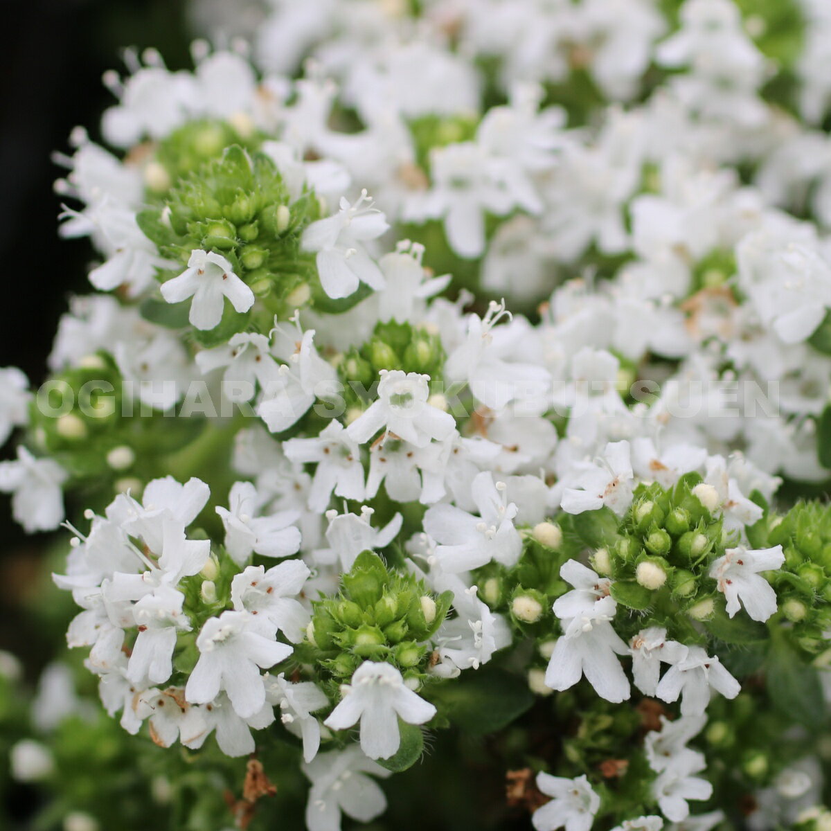 イブキジャコウ草　白花