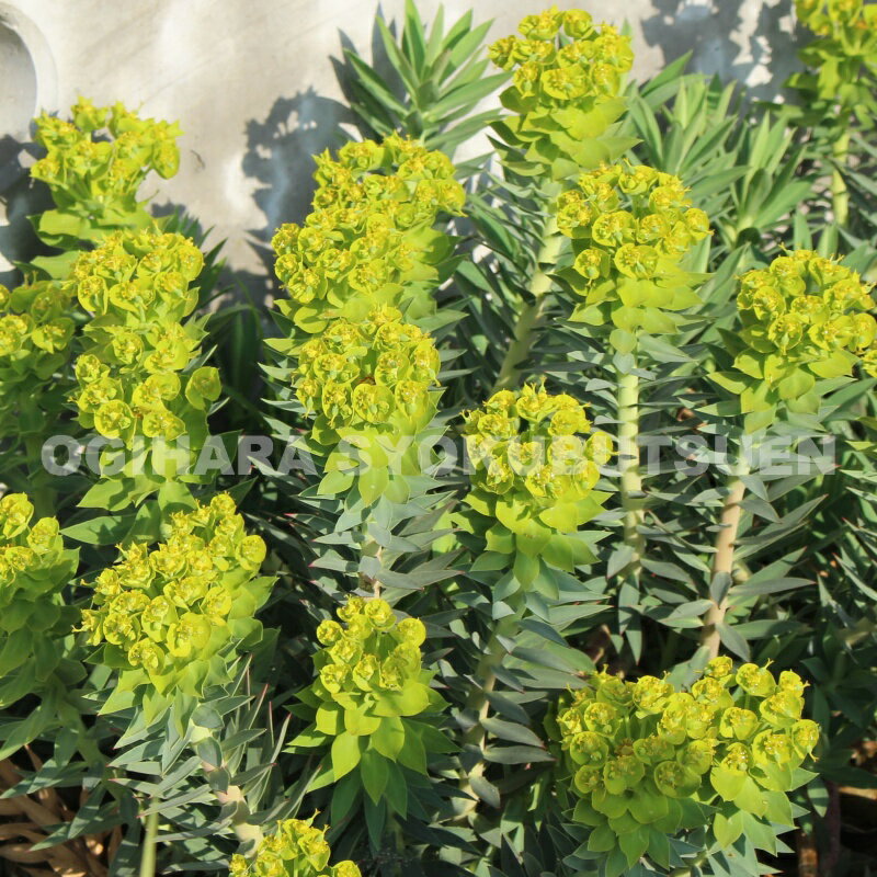 ユーフォルビア　リギダのサムネイル