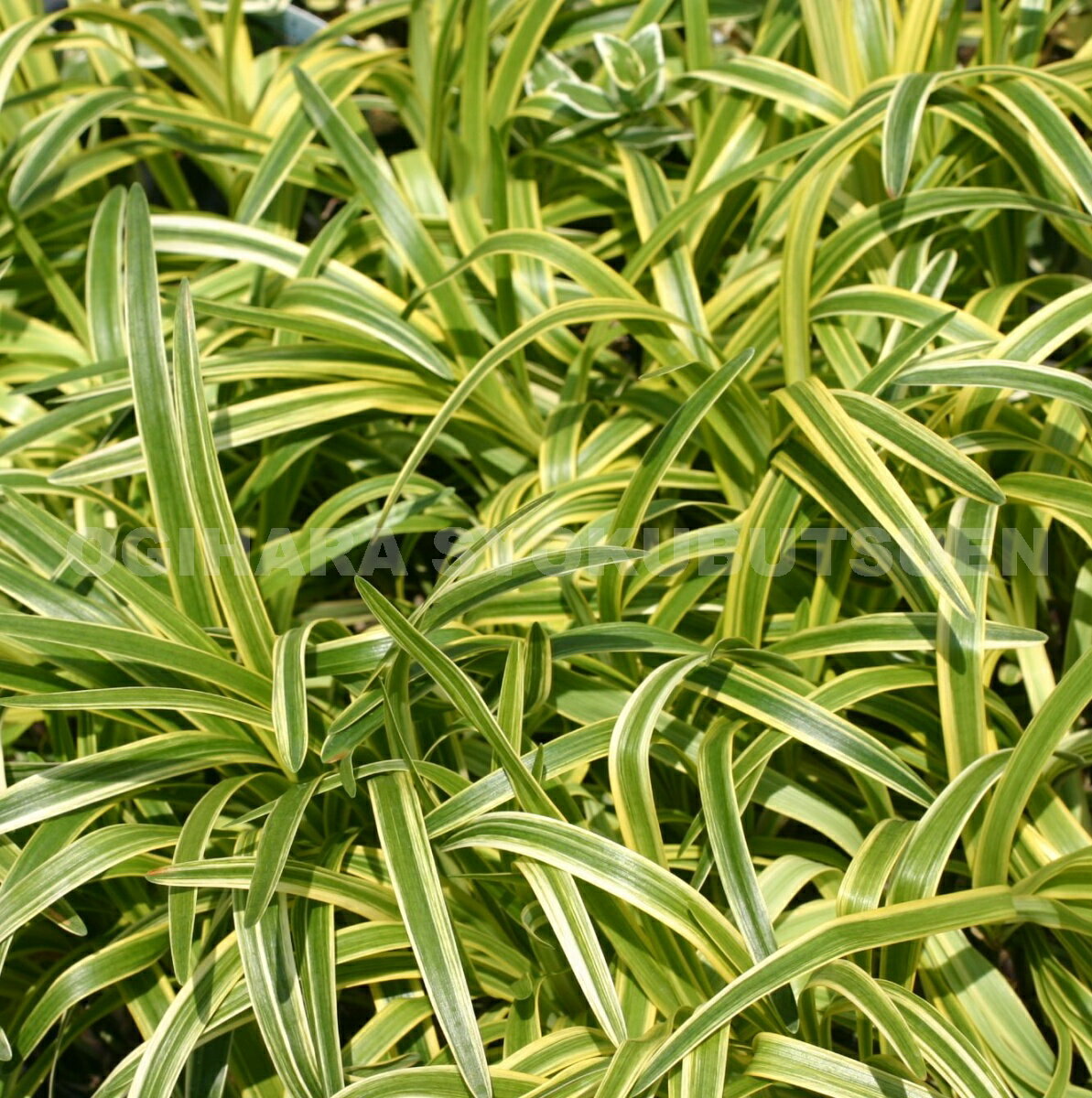 ���å�֥��