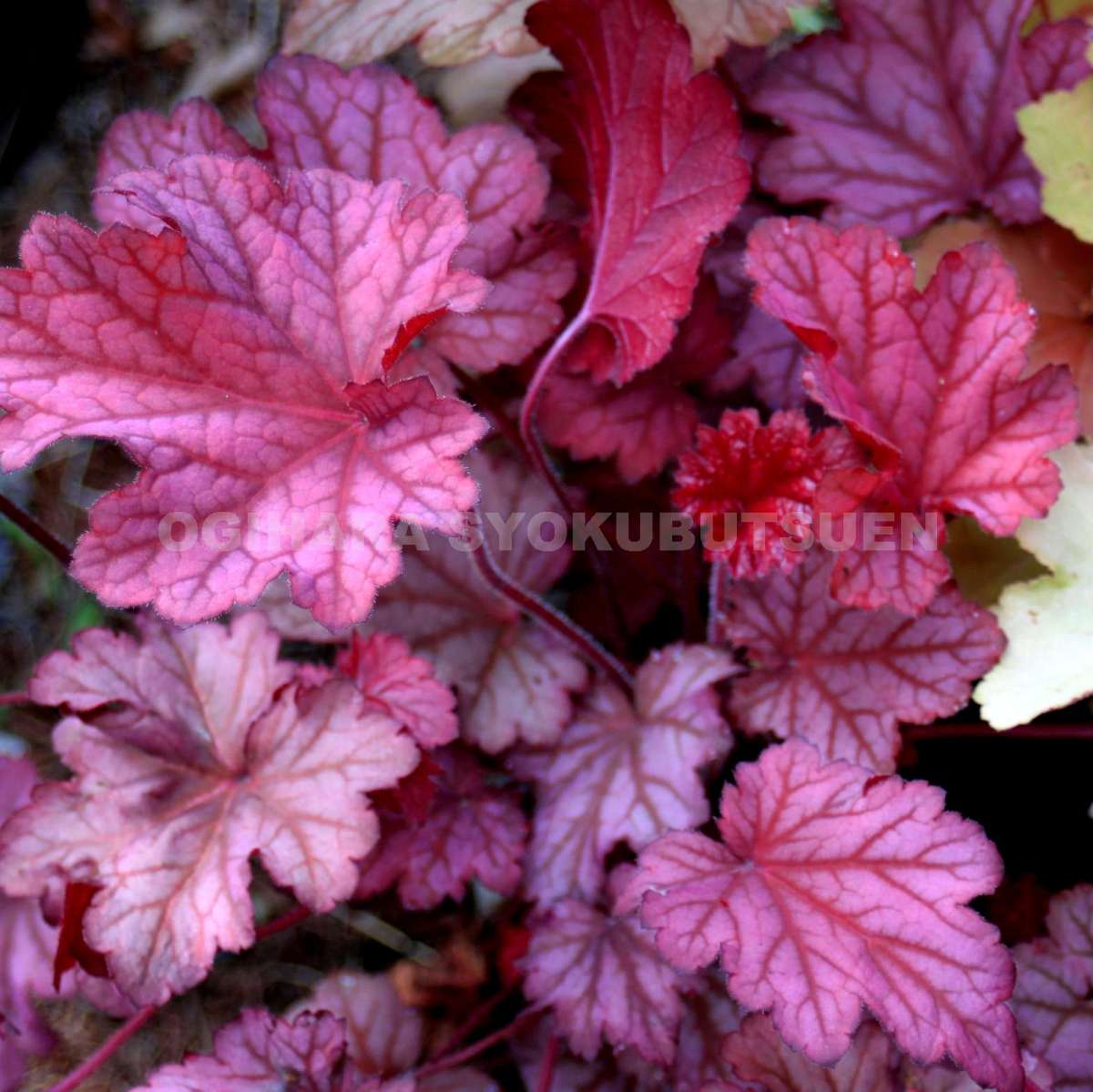 ツボサンゴ(ヒューケラ)‘ベリー スムーシー’(PVP)