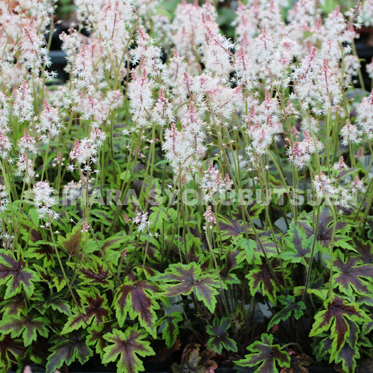 ティアレラ ‘シュガー アンド スパイス’(PVP)のサムネイル