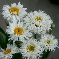 シャスターデージーの育て方 花後の管理や植え付けのポイントを解説 Botanica