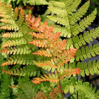 楽天市場 ベニシダ おぎはら植物園
