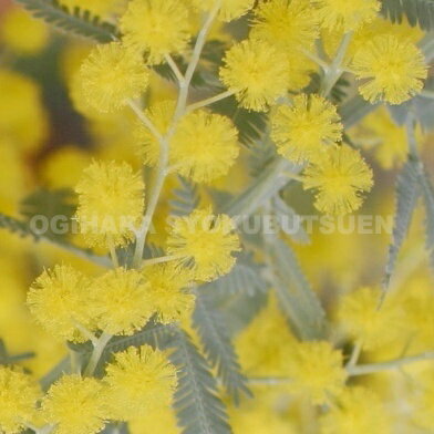 �ߥ⥶�ʥ���襦����������