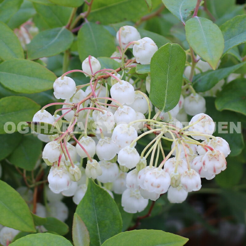 ���������� �ƥ֥롼 ��������