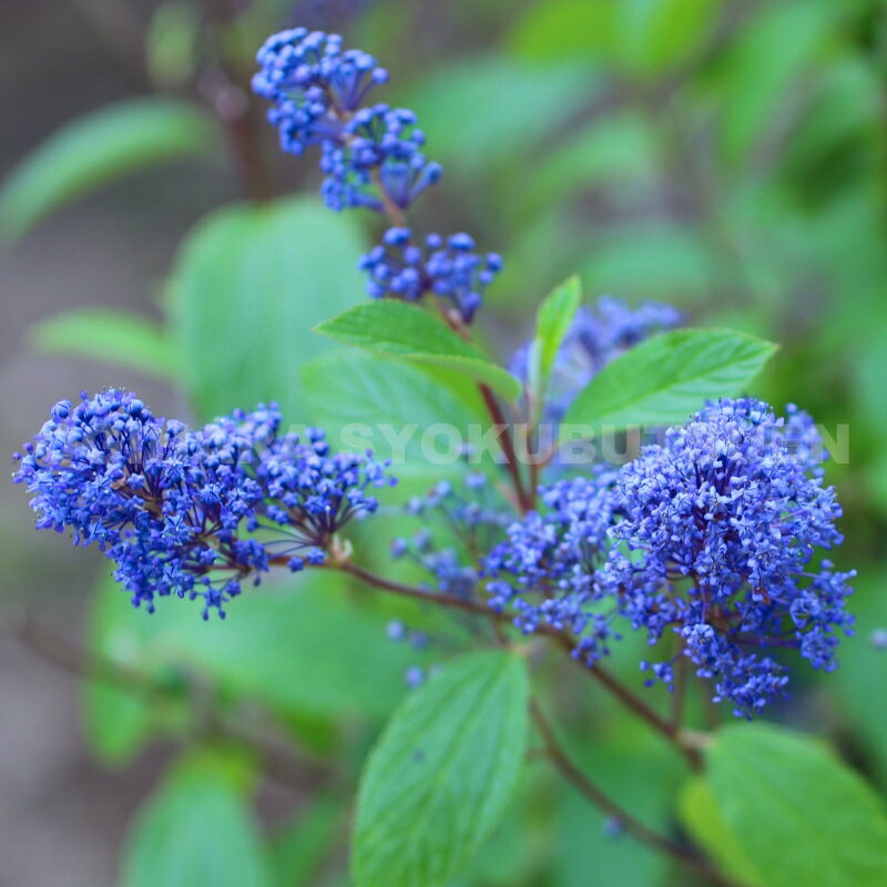 セアノサス ‘ヘンリー デスフォッセ’