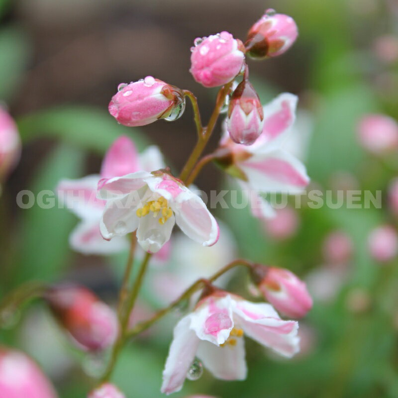 ヒメウツギ ‘ユキチェリーブロッサム’