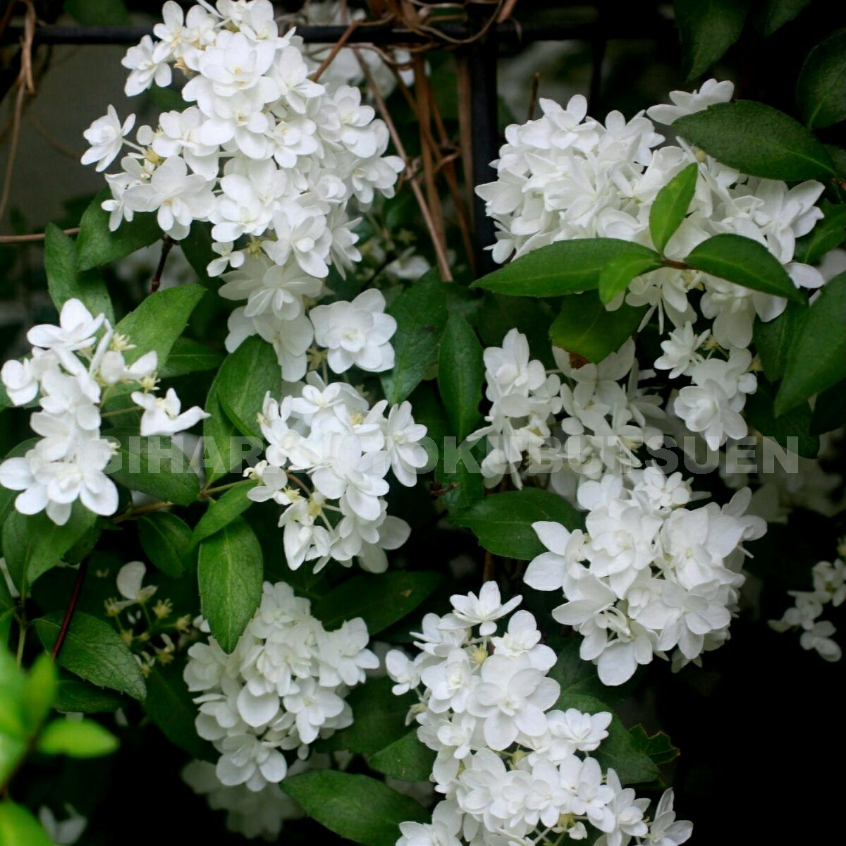 八重咲きコガクウツギのサムネイル