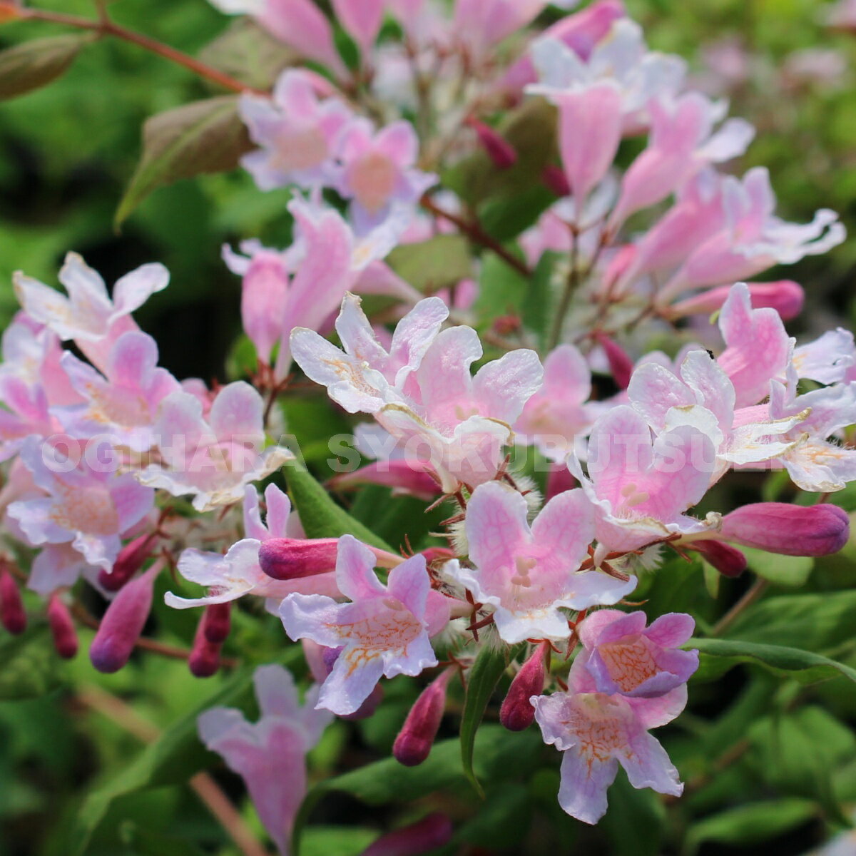 ショウキウツギ