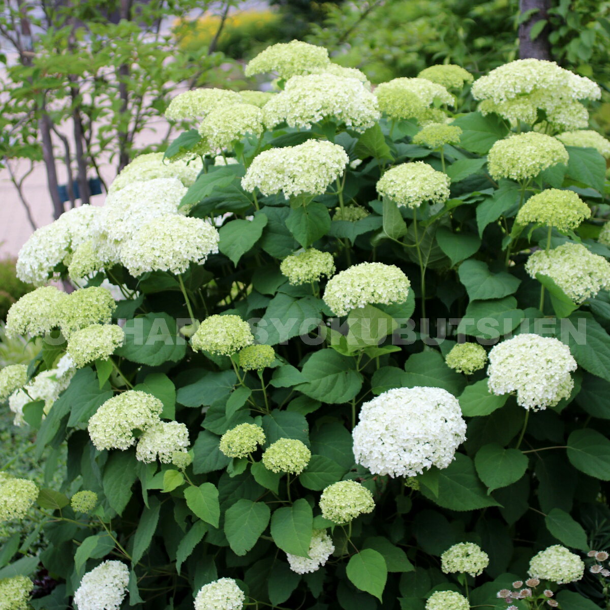 楽天市場 アジサイ アナベル おぎはら植物園 参考になるレビュー順 みんなのレビュー 口コミ 楽天市場 アジサイ アナベル おぎはら植物園 参考になるレビュー順 みんなのレビュー 口コミ