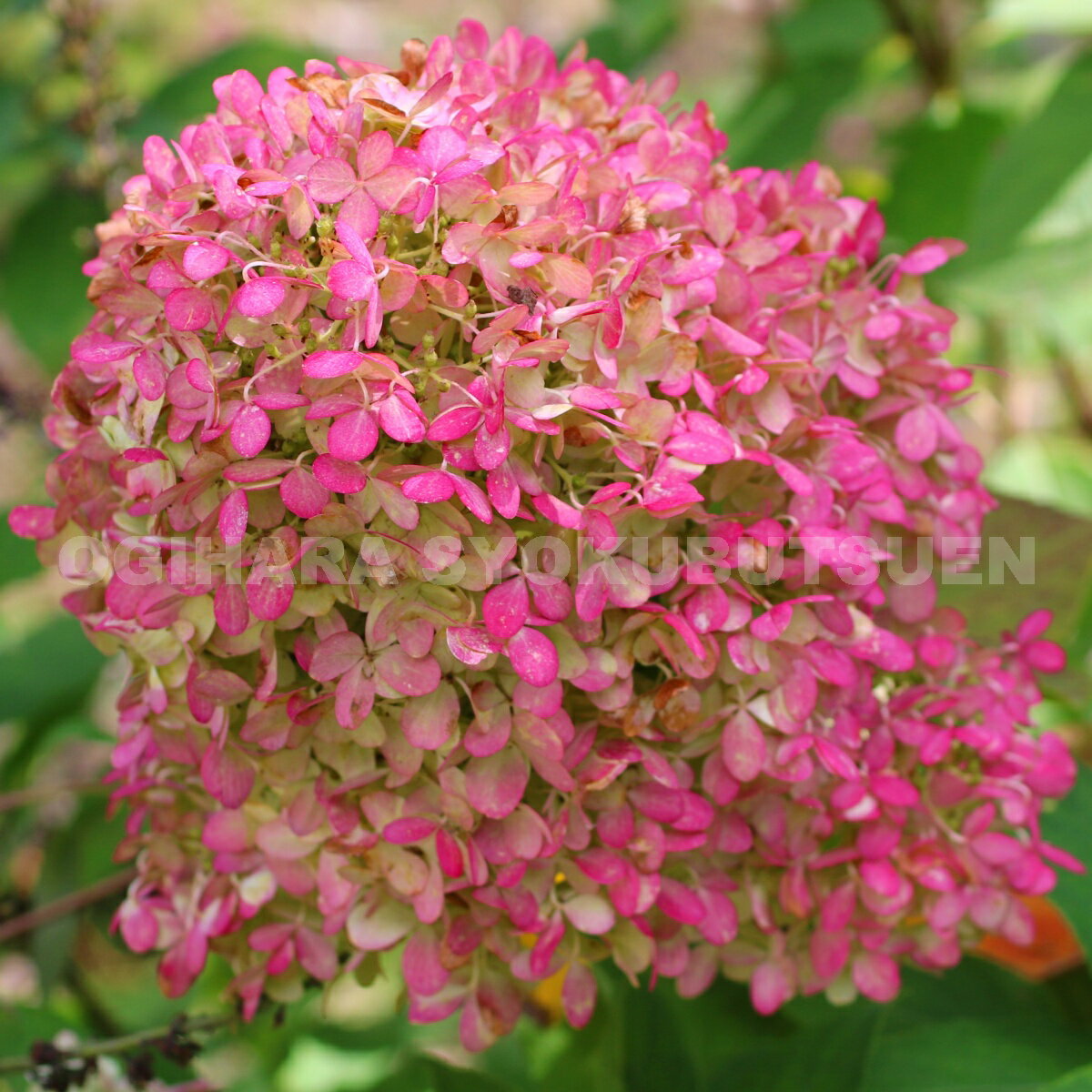 �Υꥦ�ĥ� �ƥ饤�� �饤�ȡ�