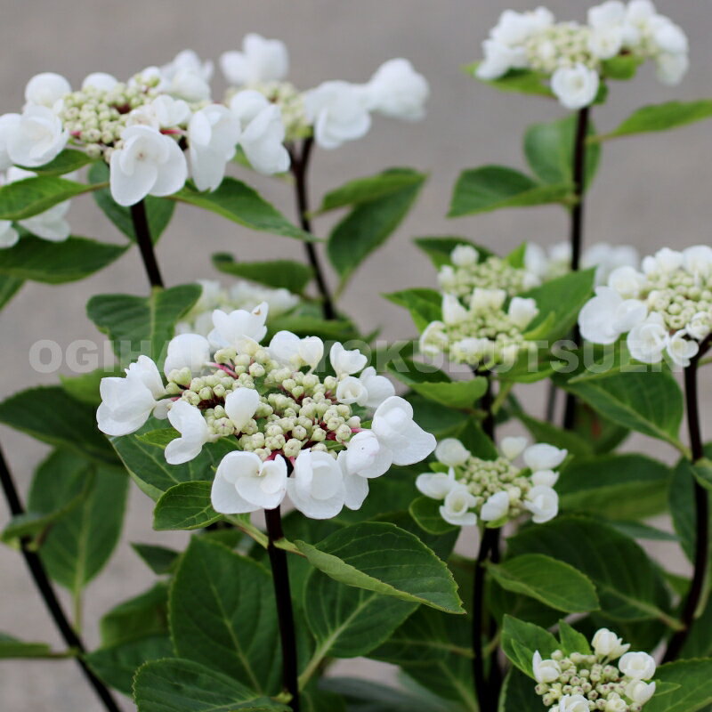 アジサイ ‘チョコ シック’(R)