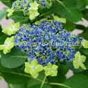 アジサイ ‘大島緑花’(おおしまりょっか)