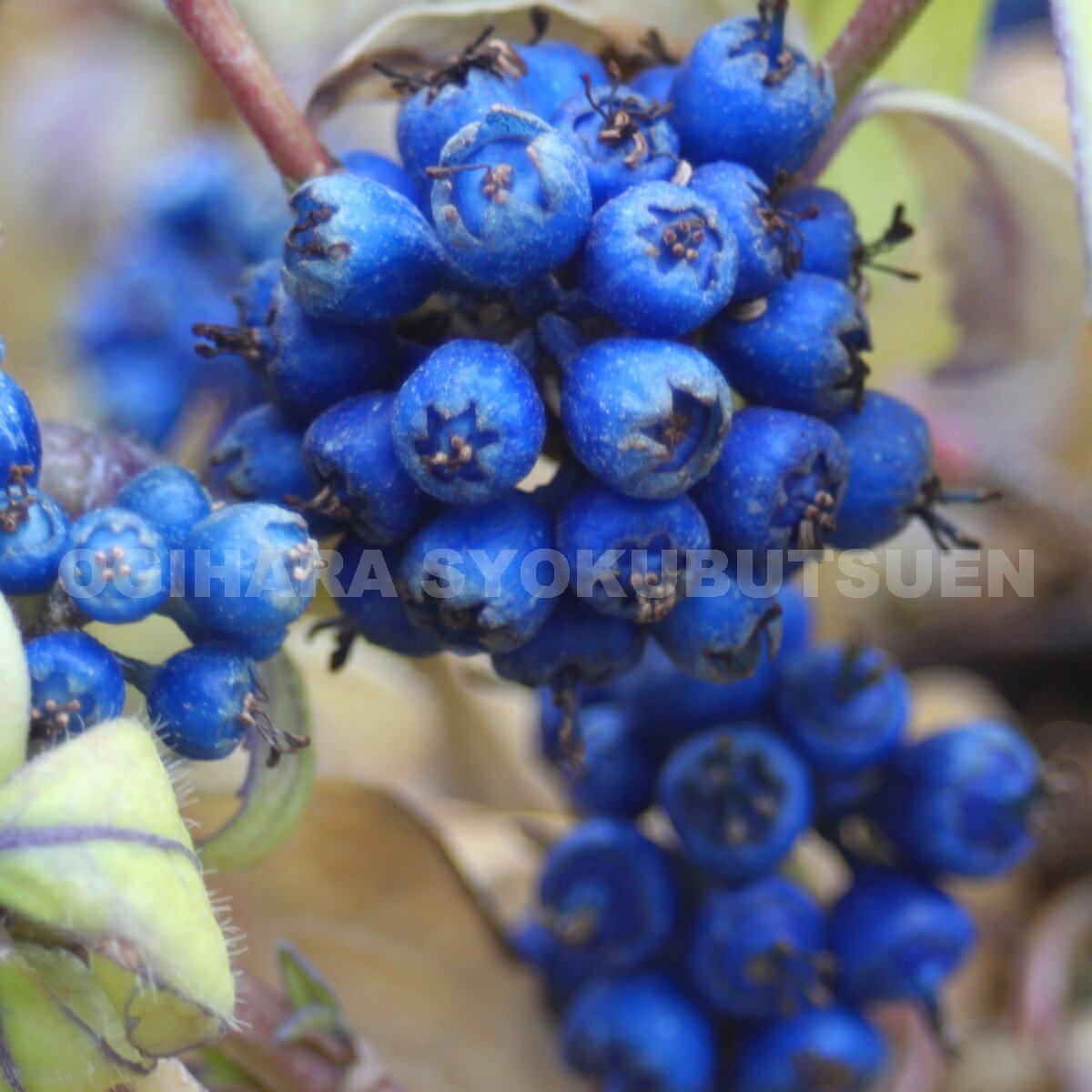 �ﻳ��������