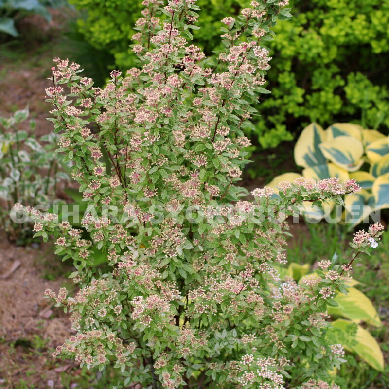 ���ǥޥ� �ƥԥ� ��������