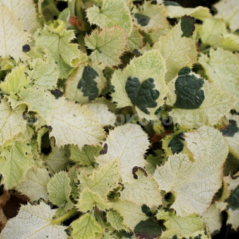 ��֥� �ƥ��饷�å� �ۥ磻�ȡ�