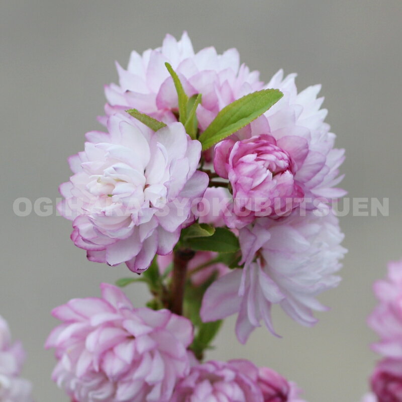 プルヌス グランデュロサ（庭桜）