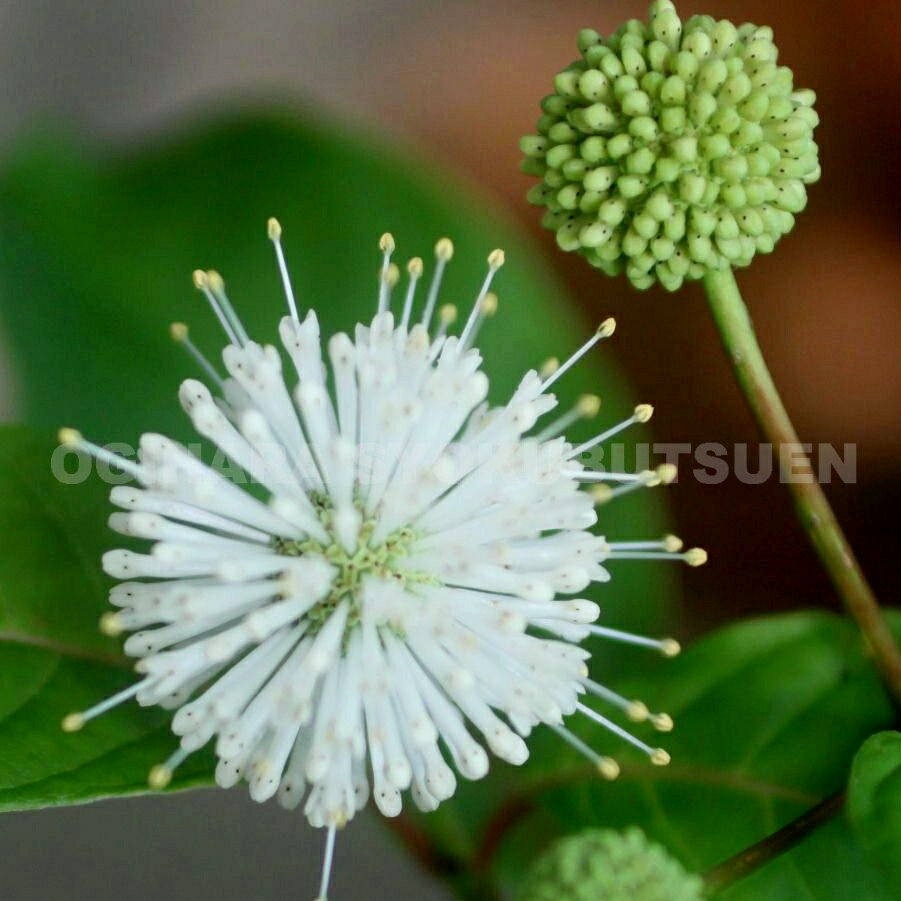 ���ե���󥵥� �ƥࡼ��饤�� �ե��󥿥�����