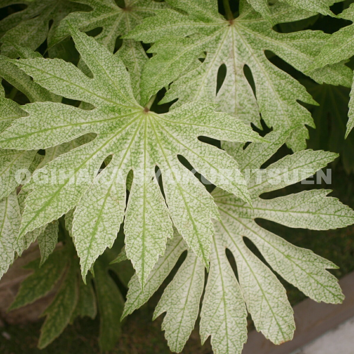 ��ĥ� �ƥ��ѥ����� �����֡�