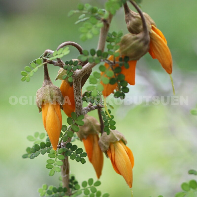 ���ե��� �ƥ�ȥ� �٥��ӡ���