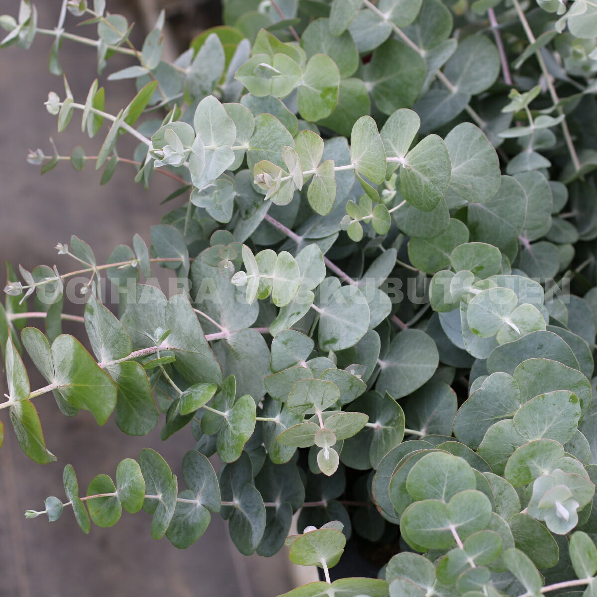 �桼���ꡡ�������ʥ٥��ӡ����֥롼��