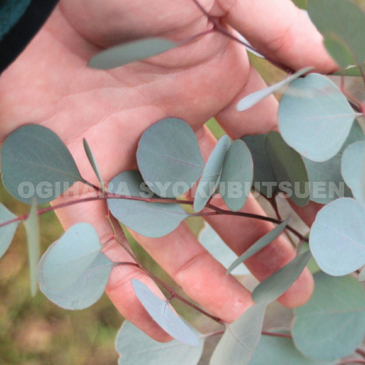 �桼���ꡡ�ݥݥ饹�ʡ�ݥꥢ�󥻥⥹��