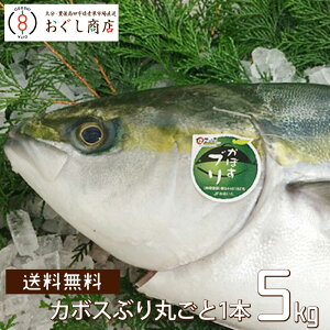 2023年解禁！ 大分県臼杵市養殖 かぼすブリ（かぼすぶり）（1尾 約5kg）/ 送料無料 嫁ぶり ぶり 鰤 ブリ 冷蔵　【冷蔵でお届け】【代引き不可】【北海道、沖縄、離島は追加送料有】