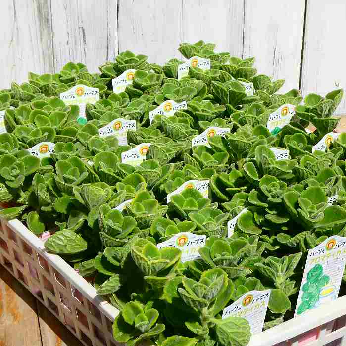 アロマティカス 苗 プレクトランサス 香り 多肉植物 ハーブ 宿根草 ハーブティー ...