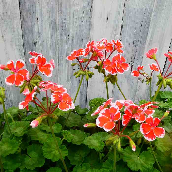 楽天市場】ゼラニウム 鉢植え（鉢花｜花・観葉植物）：花