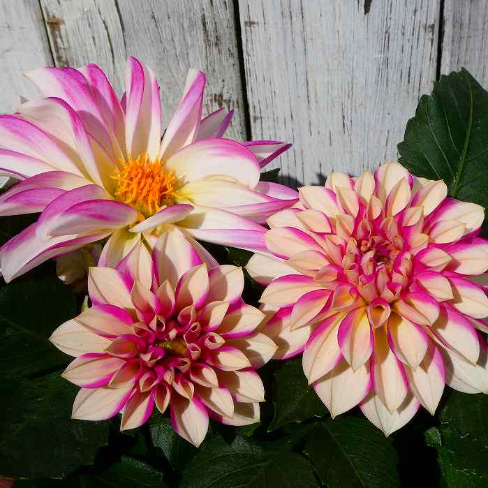 ダリア 苗 マダムダリア ローズスワール 八重咲き 240416のサムネイル