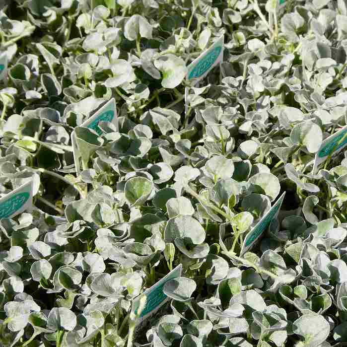 ディコンドラ 苗 シルバーフォール 3.5号 シルバーリーフ グランドカバー250722のサムネイル