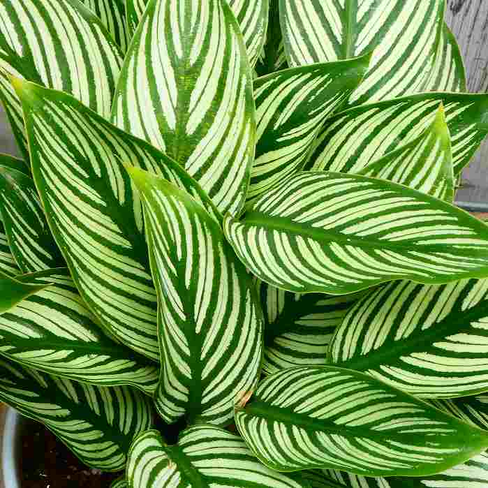 Rakuten - カラテア ビッタタ 陶器鉢 直径14cm 観葉植物　260519