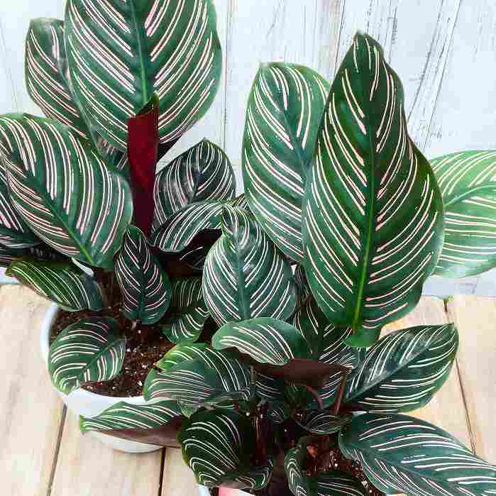 Rakuten - カラテア オルナータ・サンデリアーナ 陶器鉢 直径14cm 観葉植物　260519