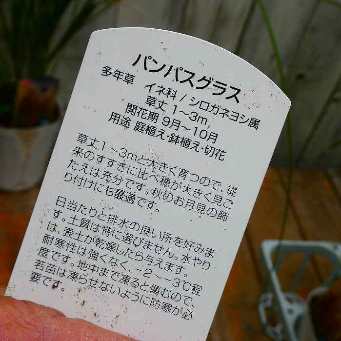 パンパスグラス 苗 ホワイトフェザー 3.5号 宿根草 ススキ　260528