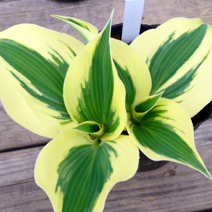 ギボウシ 苗 ブルー＆アイボリー 斑入り 4号ポット ホスタ 擬宝珠 ぎぼうし 宿根草 日陰向き 山野草 グランドカバーのサムネイル