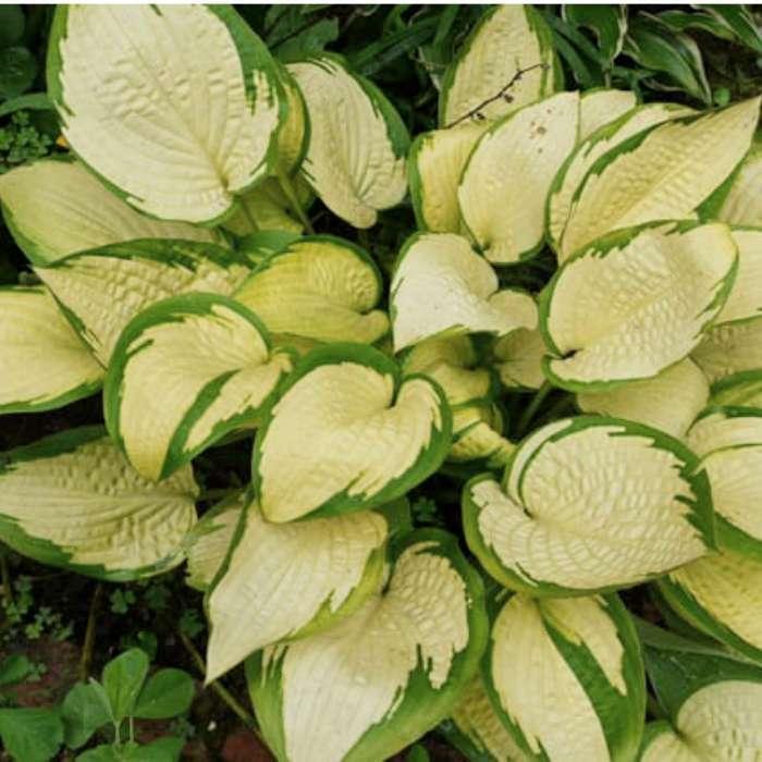 ギボウシ ポールズグローリー 4号ポット 大型種 ホスタ 擬宝珠 ぎぼうし 宿根草 日陰向き 山野草 グランドカバーのサムネイル