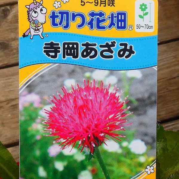 アザミ 苗 寺岡アザミ 赤花 3号ポット 花苗 切り花にも 宿根草 多年草 221001のサムネイル