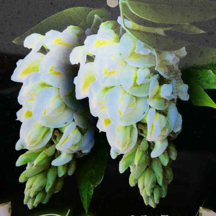 藤 アメリカフジ ニベア 白花 二期咲き 苗木 4.5号 アメリカ藤 ツル植物 240301のサムネイル