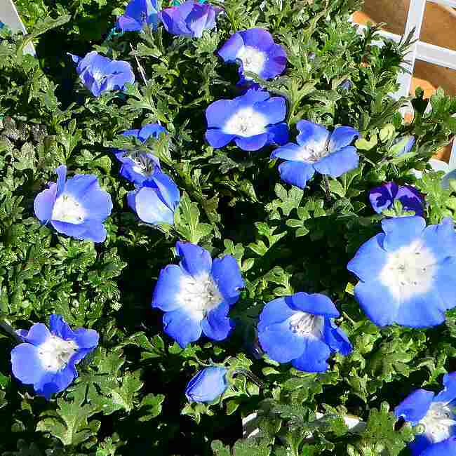 ネモフィラ 苗 アラブルー 3.5号 濃い青花 耐寒性強 春の花苗 240307のサムネイル