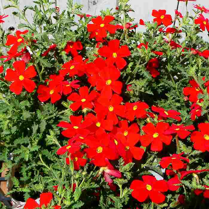 サンブリテニア 苗 スカーレット 5号 吊り鉢　赤い花 春～秋まで咲く 240716のサムネイル