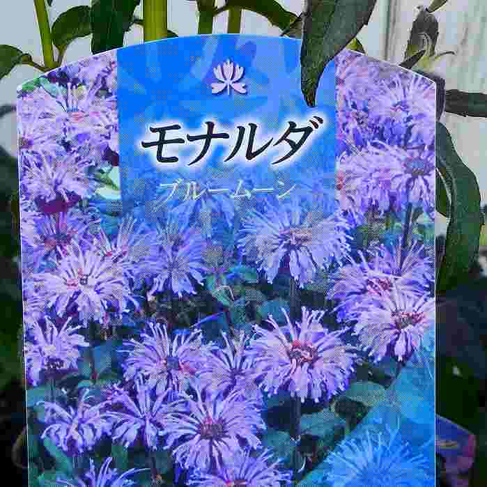 モナルダ 苗 ブルームーン 青花 3.5号ポット タイマツバナ 苗 宿根草 山野草 花壇苗のサムネイル