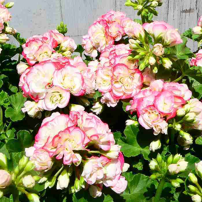 バラ咲きゼラニウム 苗 エンジェルブーケ 3.5号 花苗 ピンク 八重咲き