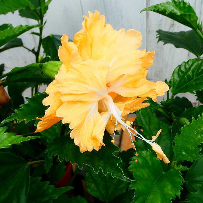 ハイビスカス フラミンゴ 黄花 4号鉢 夏の花 熱帯花木 鉢花のサムネイル