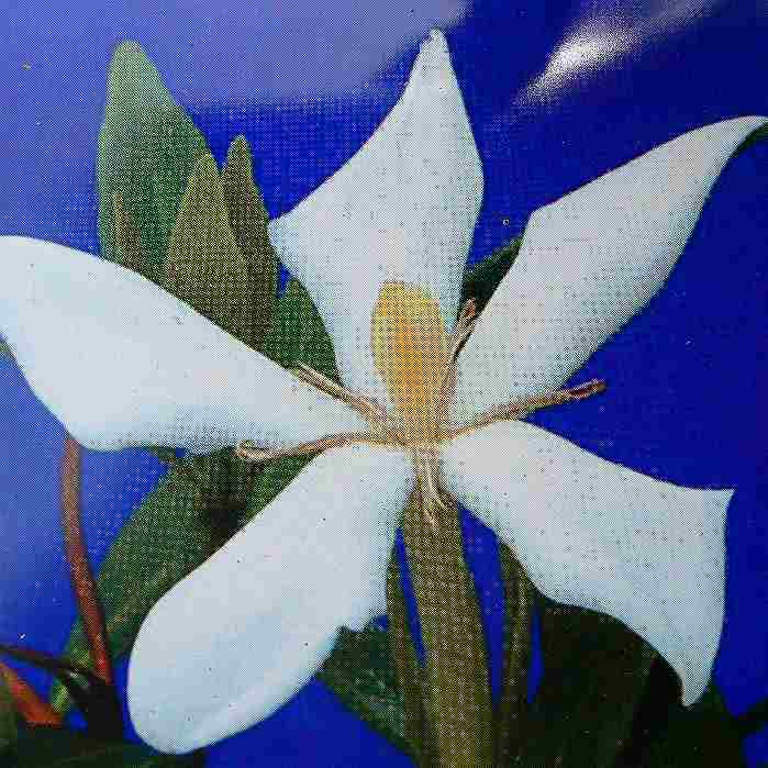 クチナシ 姫クチナシ 苗 一重 実なり 5号ポット 充実株 白い花 常緑低木 植木 230907